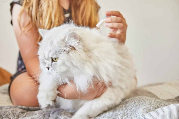How to Choose the Right Flea Treatment for a Sensitive-Skinned Cat?