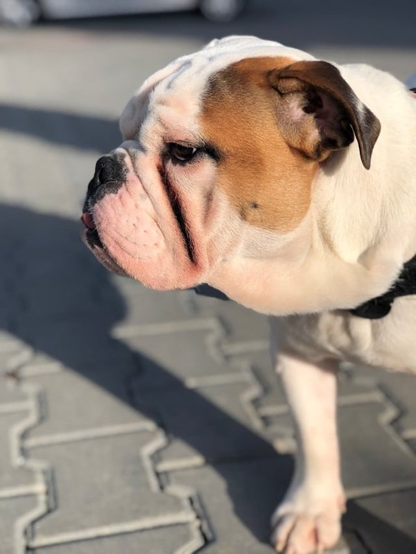 How to Train an English Bulldog to Perform Basic Commands Without Overexertion?